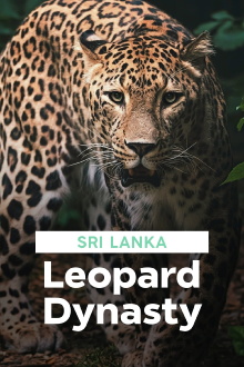 Sri Lanka: Leopard Dynasty Trailer
