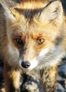 Stadt, Land, Fuchs! Trailer