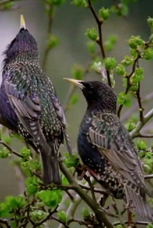 Starlings Trailer