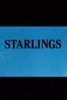 Starlings Trailer