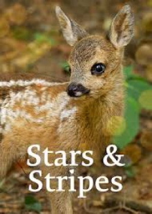 Stars and Stripes Trailer