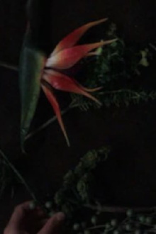 still life composition 'an accompaniment for life' Trailer