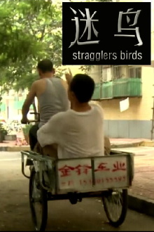 Stragglers Birds Trailer