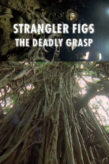 Strangler Figs: The Deadly Grasp Trailer
