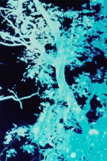 Sunprints 1, 2, 3 Trailer