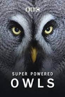 Super Powered Owls Trailer