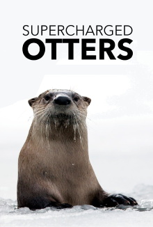 Supercharged Otters Trailer
