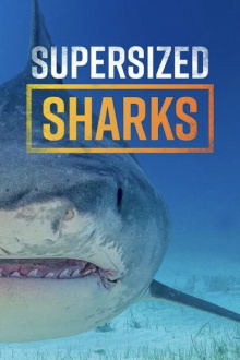 Supersized Sharks Trailer