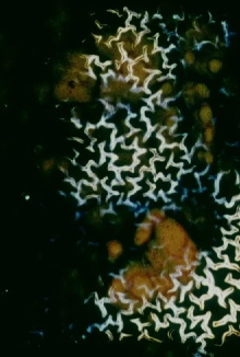Surface of Memory, Memory on Surface Trailer