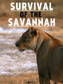 Survival on the Savannah Trailer