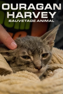 Surviving Harvey: Animals After the Storm Trailer
