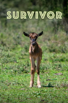 Survivor Trailer