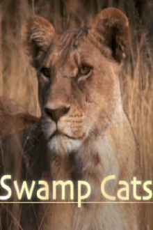 Swamp Cats Trailer