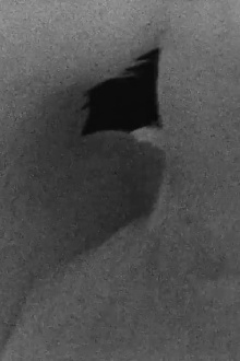 Swan Trailer