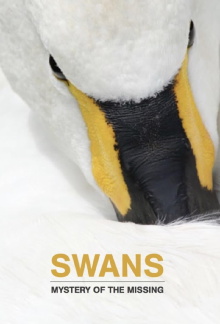 Swans: Mystery of the Missing Trailer