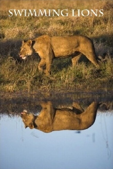 Swimming Lions Trailer
