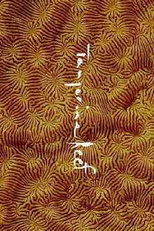Tangerine Reef Trailer