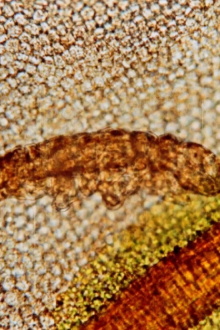 Tardigrada Trailer
