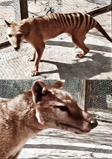 Tasmanian Tiger in Colour Trailer