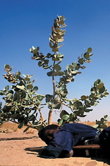 Tchissète, The Mirror of the Tuareg Trailer