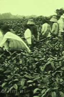 Tea Company of the NILS in Pematang Siantar Trailer