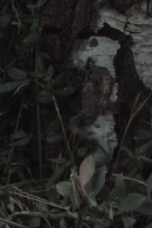 Tempts Trailer