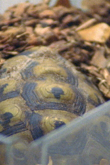 Testudo Hermanni Trailer