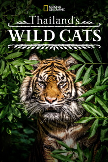 Thailand's Wild Cats Trailer