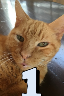 The Adventures of Murphy the Cat #1 Trailer