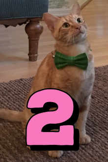 The Adventures of Murphy the Cat #2 Trailer