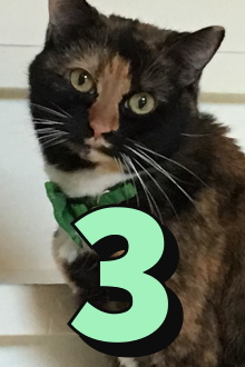 The Adventures of Murphy the Cat #3 Trailer