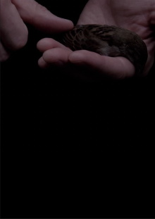 The Afterlife of Fatherbird Trailer
