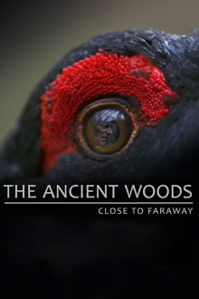The Ancient Woods Trailer