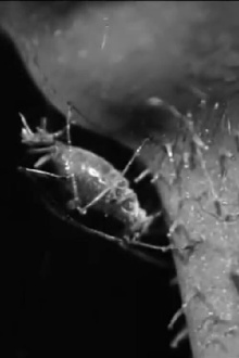 The Aphis Trailer