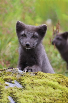 The Arctic Fox: Still Surviving Trailer