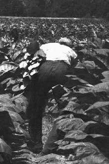 The Back-breaking Leaf Trailer
