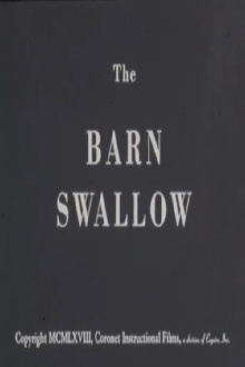 The Barn Swallow Trailer
