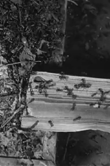 The Battle of the Ants Trailer