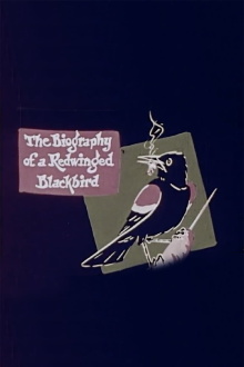 The Biography of a Redwinged Blackbird Trailer