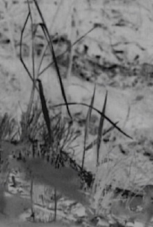 The Bird Trailer
