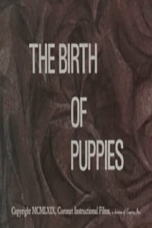 The Birth of Puppies Trailer