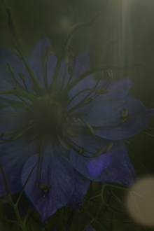 The Blue Flower Trailer