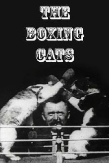The Boxing Cats Trailer