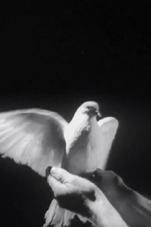 The Butterfly and the Candle Flame Trailer