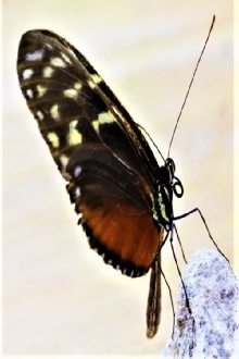 The Butterfly Effect Trailer