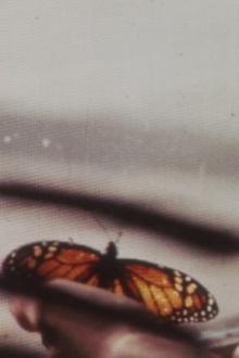 The Butterfly Trailer