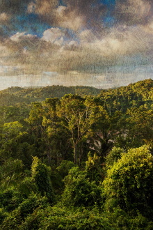 The Cannibal in the Jungle Trailer