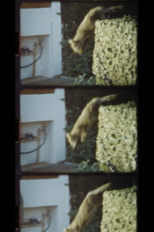 The Cats from Ribeirania Trailer