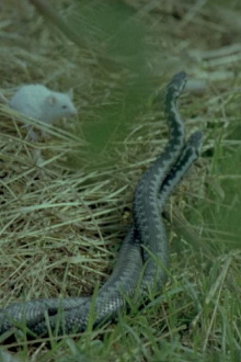 The Common Viper Trailer