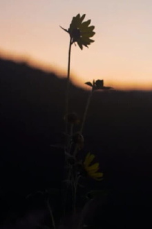 The Dawn Chorus Trailer